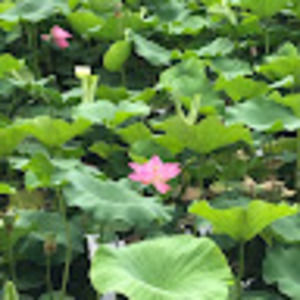 Meet your Posher, Chianna li